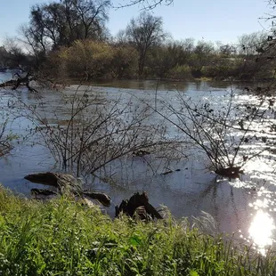 The river is flowing lots of fish