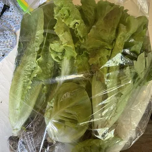 Mixed bag of lettuce greens: Bib lettuce, romaine, green leaf.