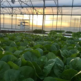 a sunset in a greenhouse