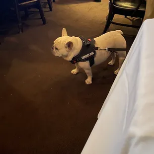 a dog in a harness
