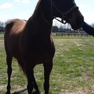 Mushka b.2005 by Empire Maker Million dollar earner on the track Pensioned at Mereworth Farm