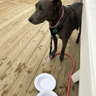 Grace, enjoying her evening on the deck.
