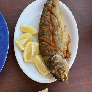 #13 Asa Tibbs (Fish)