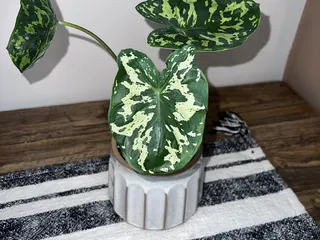 Oak Creek Plants & Flowers