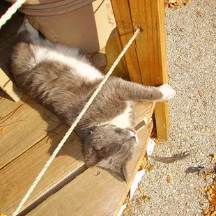 the "real" boss, Shadow.