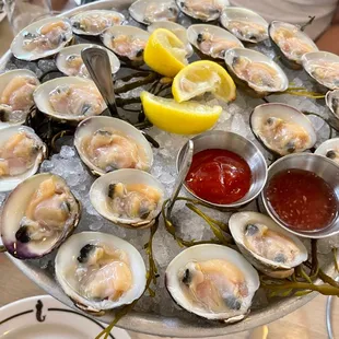 a platter of fresh oysters
