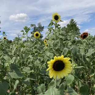 a field of sunflowers