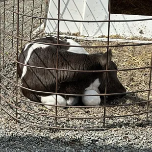 Baby cow