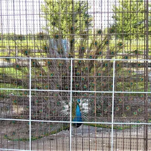 a peacock in a cage