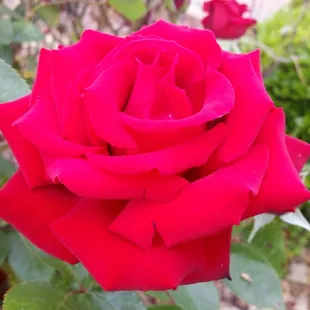 Beautiful red roses