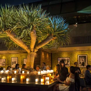 Dine underneath Stars with our open air sky door and near our Dragon Tree