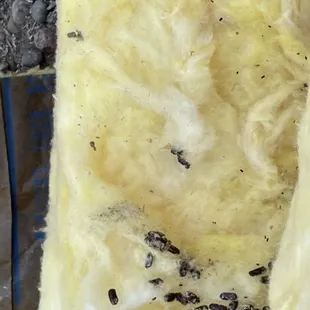 Larva in insulation