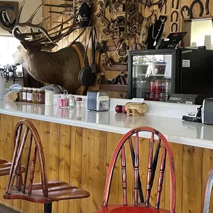 a deer mounted on the wall