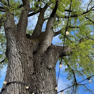 Gorgeous garden setting outside