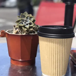 a coffee cup and a succulent plant