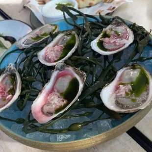 Oysters