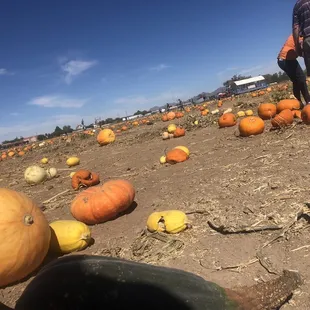 Pumpkin Patch
