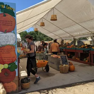 Learn about pumpkins