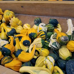 Gourds galore!!