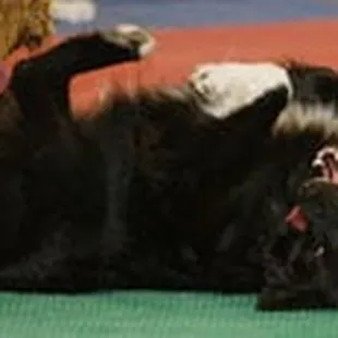 Dogs love to play on our foam padded floors!