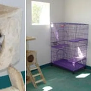 Cats are let out in family groups to play and bask in the windows during the day.