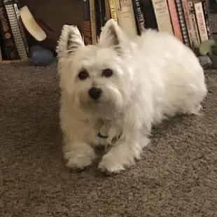 Sydney's home looking good and we are happy.