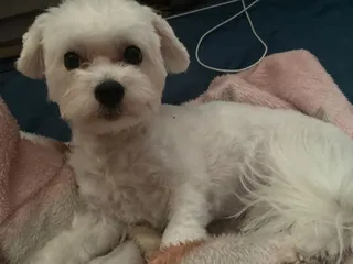 Classy Canines Spa & Salon