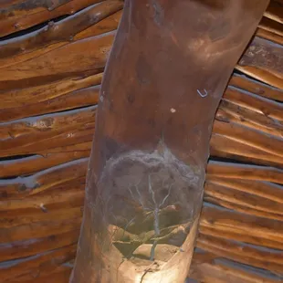 a plant in a glass vase