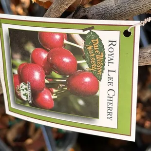 Cherry Tree