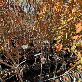 Peach Trees