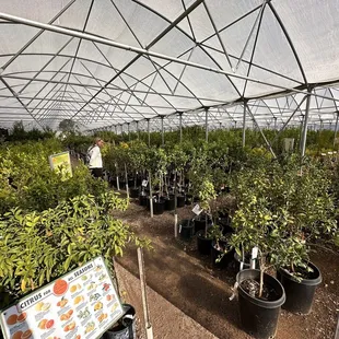 Citrus Trees