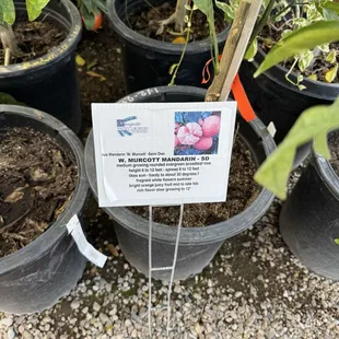 I love their citrus area so much. I have my sights set on this one. I grew up with a mandarin tree and I hope this is the same one.