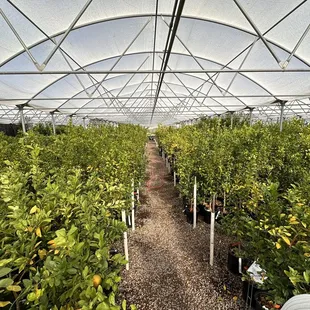 Citrus Trees