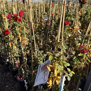 Roses