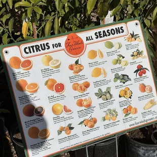 List of Citrus Trees