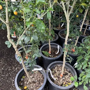Kumquat Tree