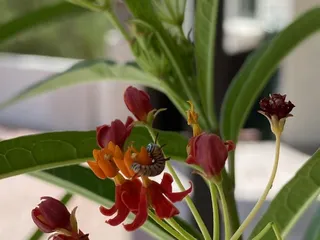 Arizona Growers