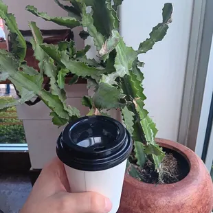 Decaf Latte and a cute little cactus