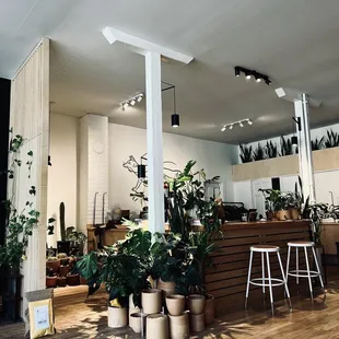a kitchen with plants
