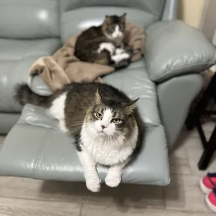 Presley and Marley, happy patients of MSAH