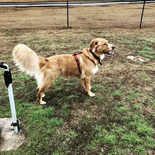 Previously beautiful dog!