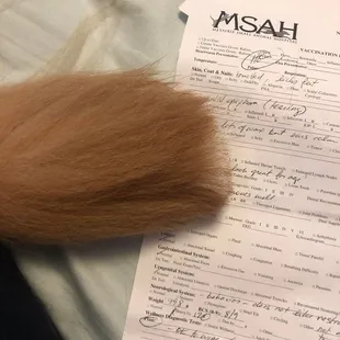 literally just took scissors and banged his tail