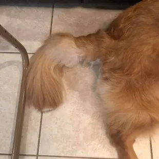 what is left of his tail