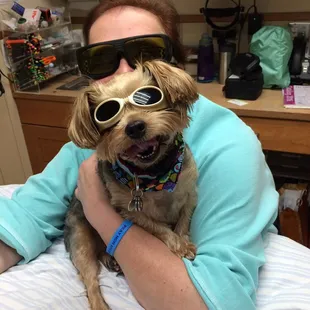 Bella at her laser therapy appointment
