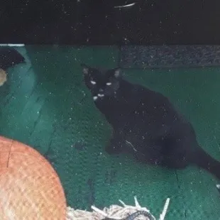 13-year-old cat named Nola that was trapped and let go at the spillway.  Beloved owned pet!