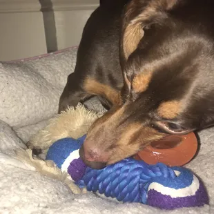 My dog's nose shortly after picking her up from boarding.