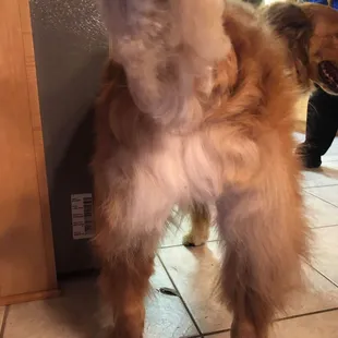 Hack job by the groomer.