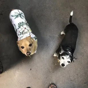 Clyde and Metro, the shop doggies. They like pets.