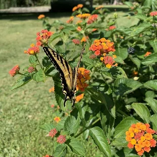 a butterfly on a flower