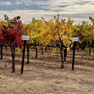 rows of grape vines in autumn